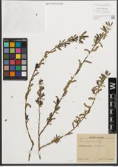 Foto von Salix purpurea L.